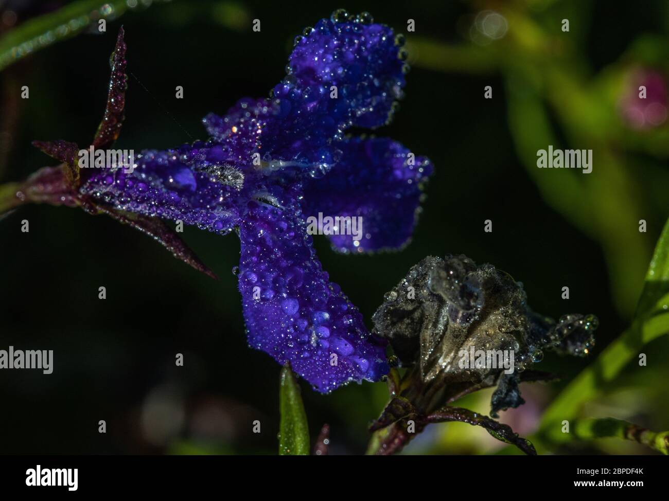 Macro photo of lobelia flower covered in dew Stock Photo