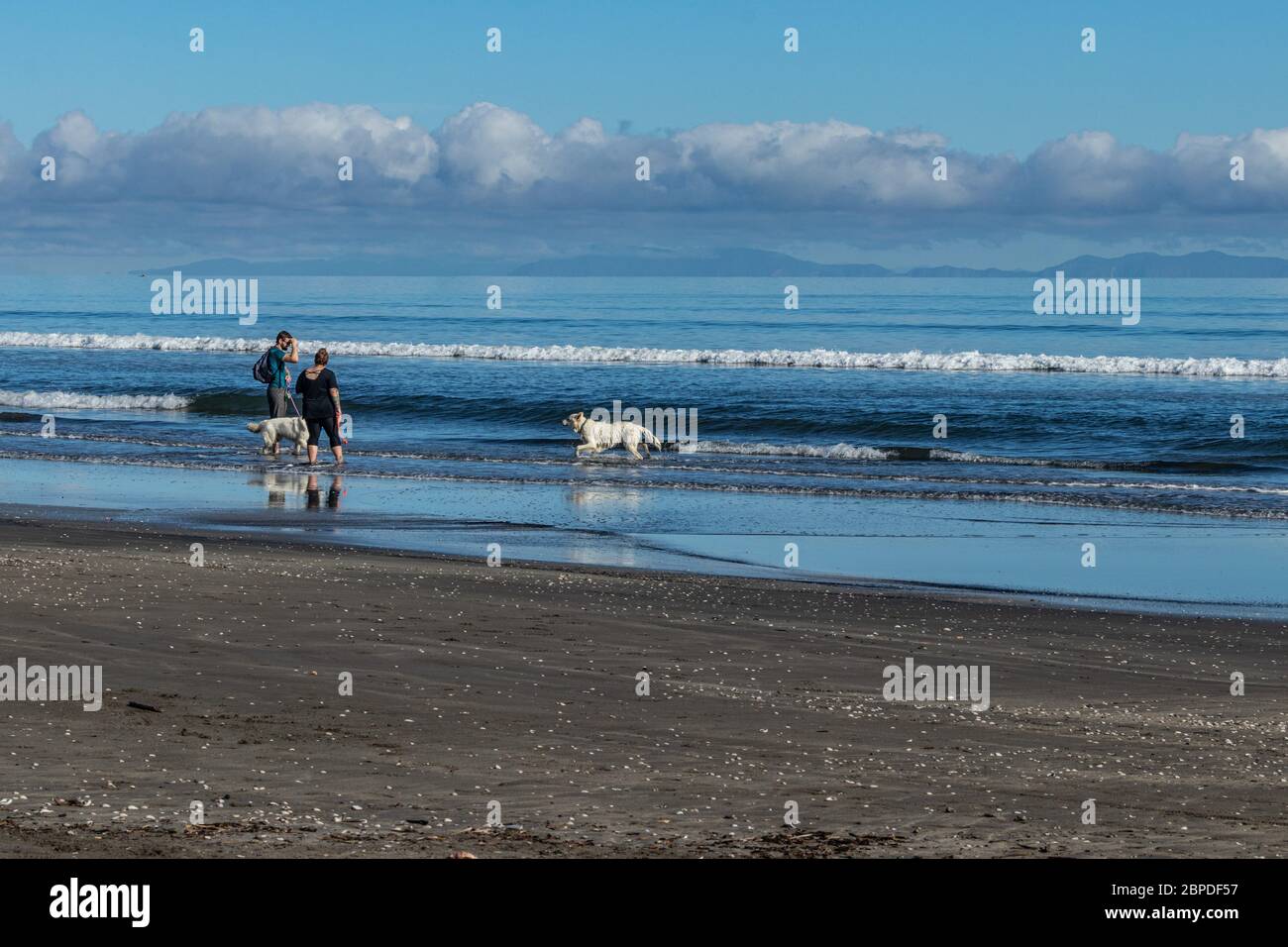 Owners exercising two dogs on Paekakariki Beach, New Zealand Stock Photo
