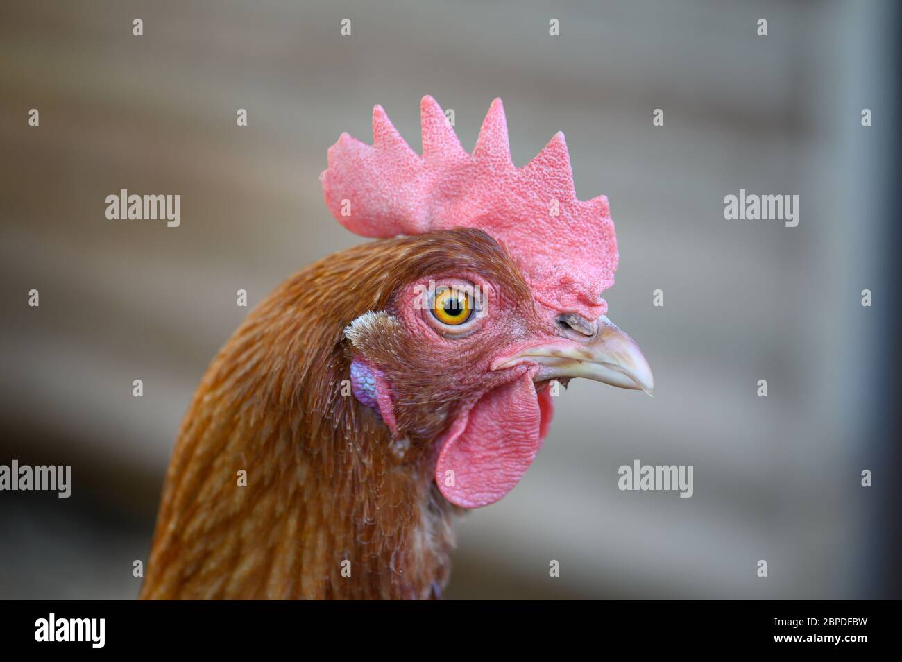 Close-Up Headshot of ISA Brown Chicken in Chicken Coop Stock Photo