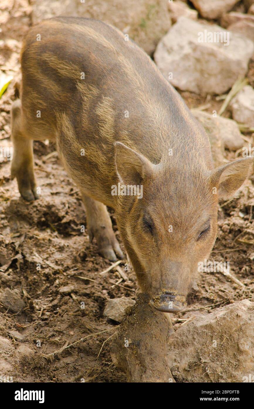 Wildboar hi-res stock photography and images - Alamy