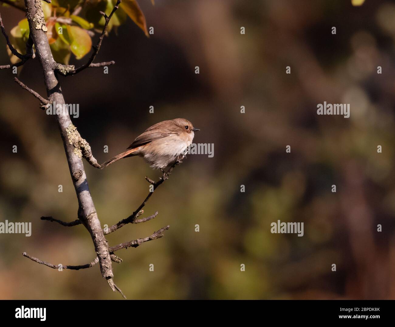Bushchat bird perching on Cherry Blossom tree Stock Photo