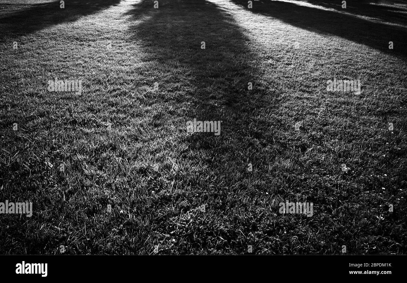 Black and white park grass with shadows background Stock Photo - Alamy