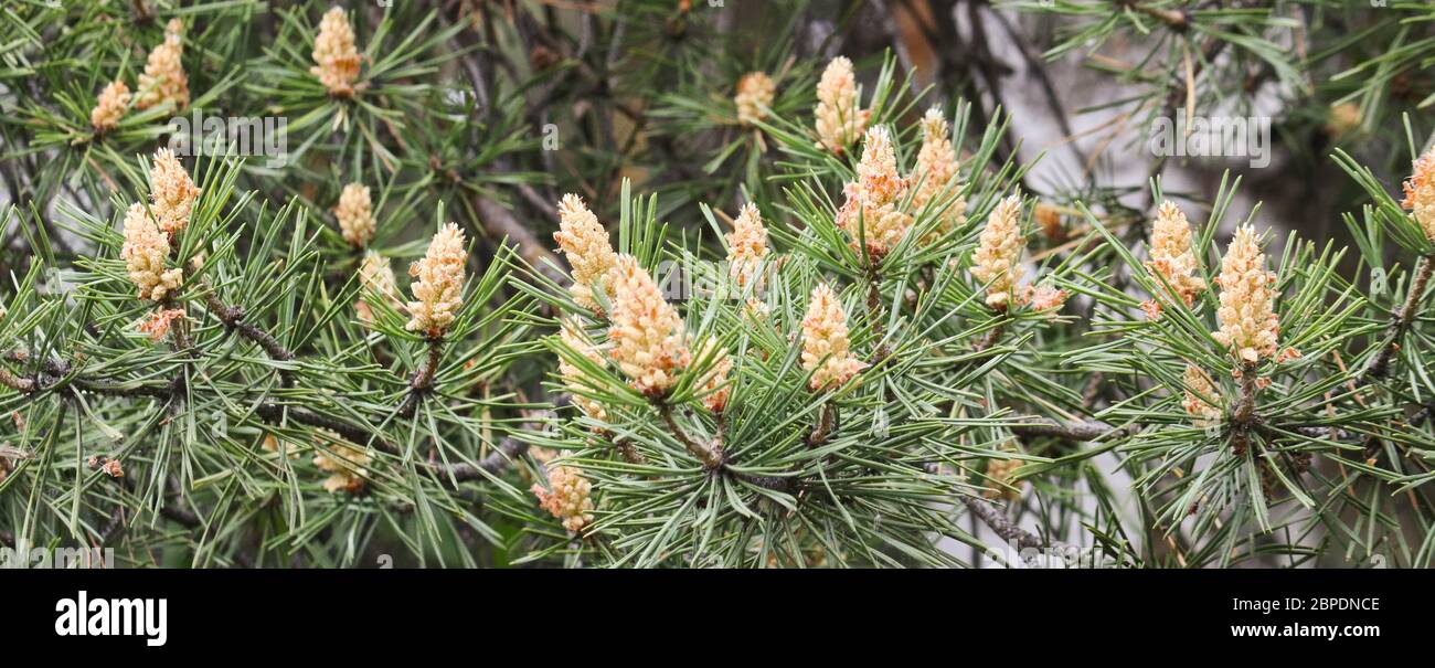 Selective focus. Male pine cones (Pinus sylvestris). Pine pollen is a strong allergen. Stock Photo