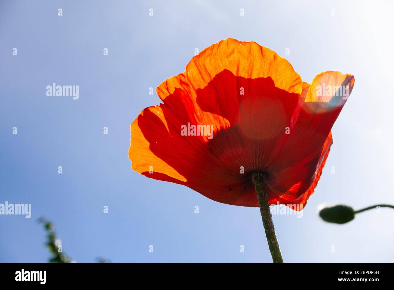 Orange poppy flower in the sunlight Stock Photo