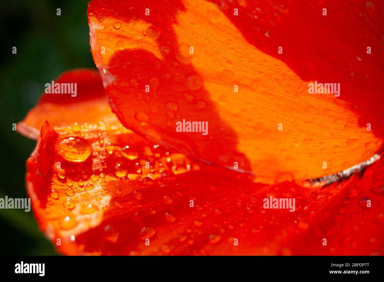 Orange poppy flower in the sunlight Stock Photo