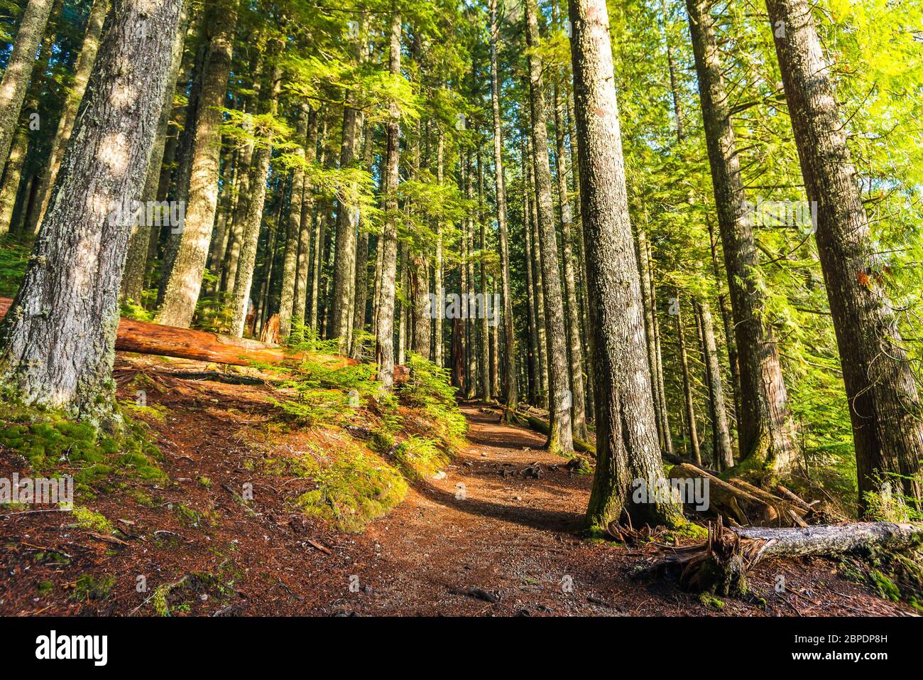 scenic view of very big and tall tree in the forest in the morning ...