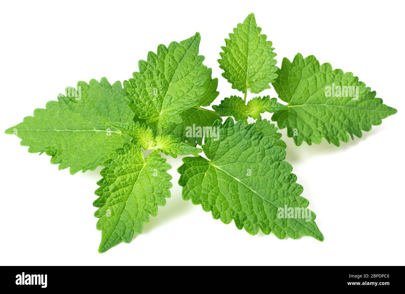 fresh Korean mint twigs isolated on white background Stock Photo