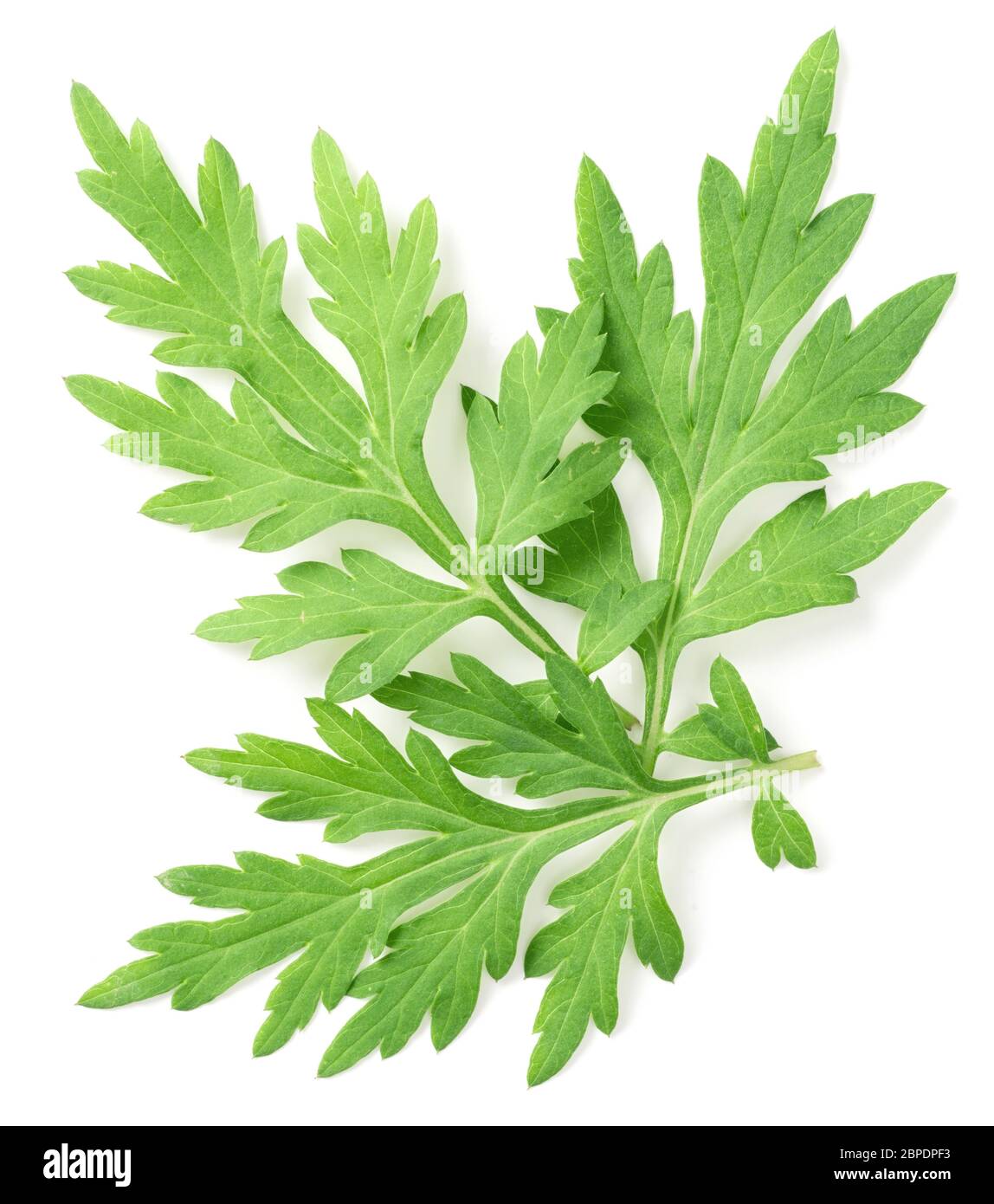 fresh mugwort leaves isolated on white background, top view Stock Photo -  Alamy
