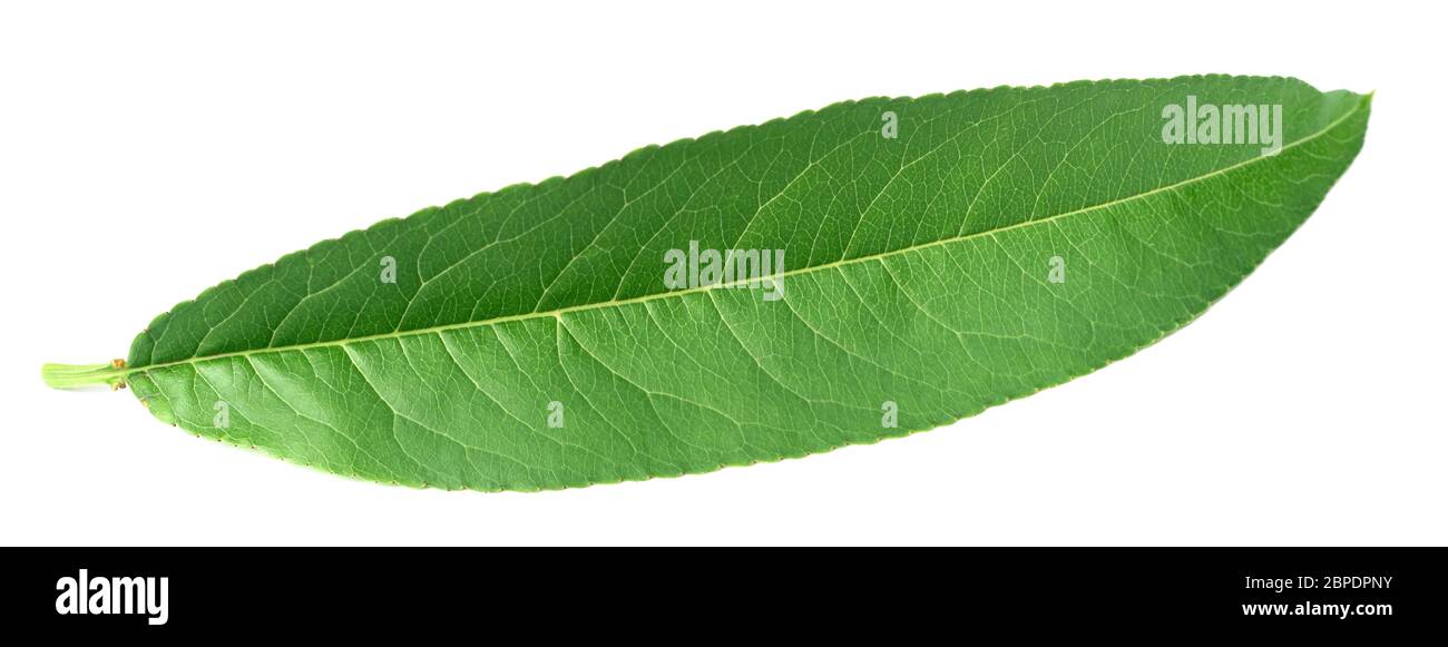 fresh peach leaf isolated on white background Stock Photo