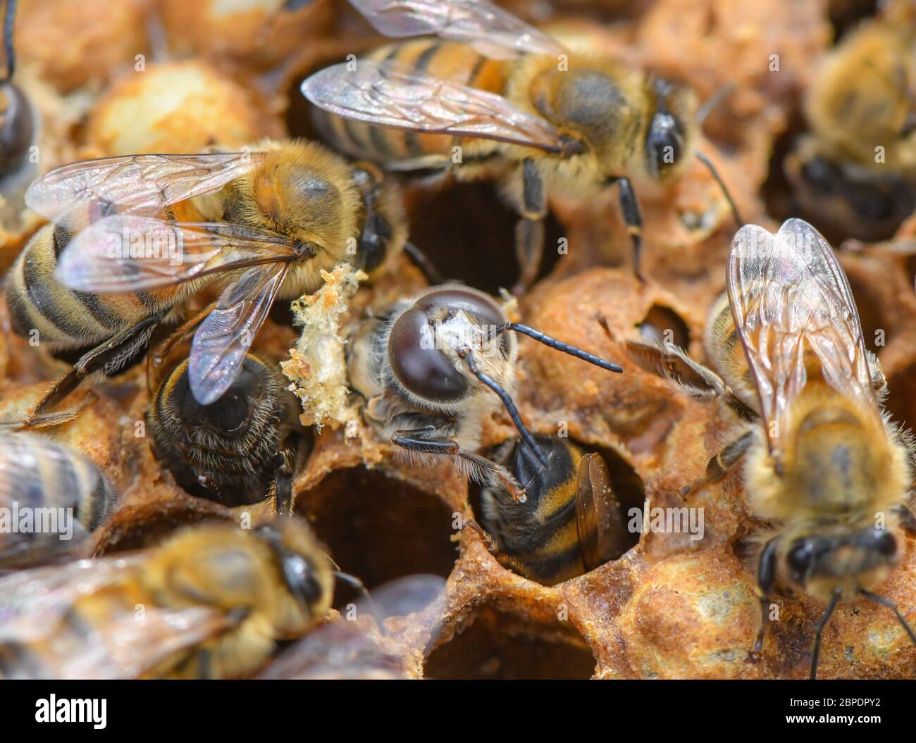 Briesen, Germany. 18th May, 2020. Only the head of a bee drone (M) can be seen slipping straight out of a honeycomb. May 20 is UN World Bee Day, thus the world community underlines the urgent protection of bees. The importance of bees as pollinators for biodiversity and food security is fundamental for humanity. A bee colony consists of a queen, several hundred drones and 30,000 to 60,000 worker bees - in summer up to 120,000. Credit: Patrick Pleul/dpa-Zentralbild/ZB/dpa/Alamy Live News Stock Photo