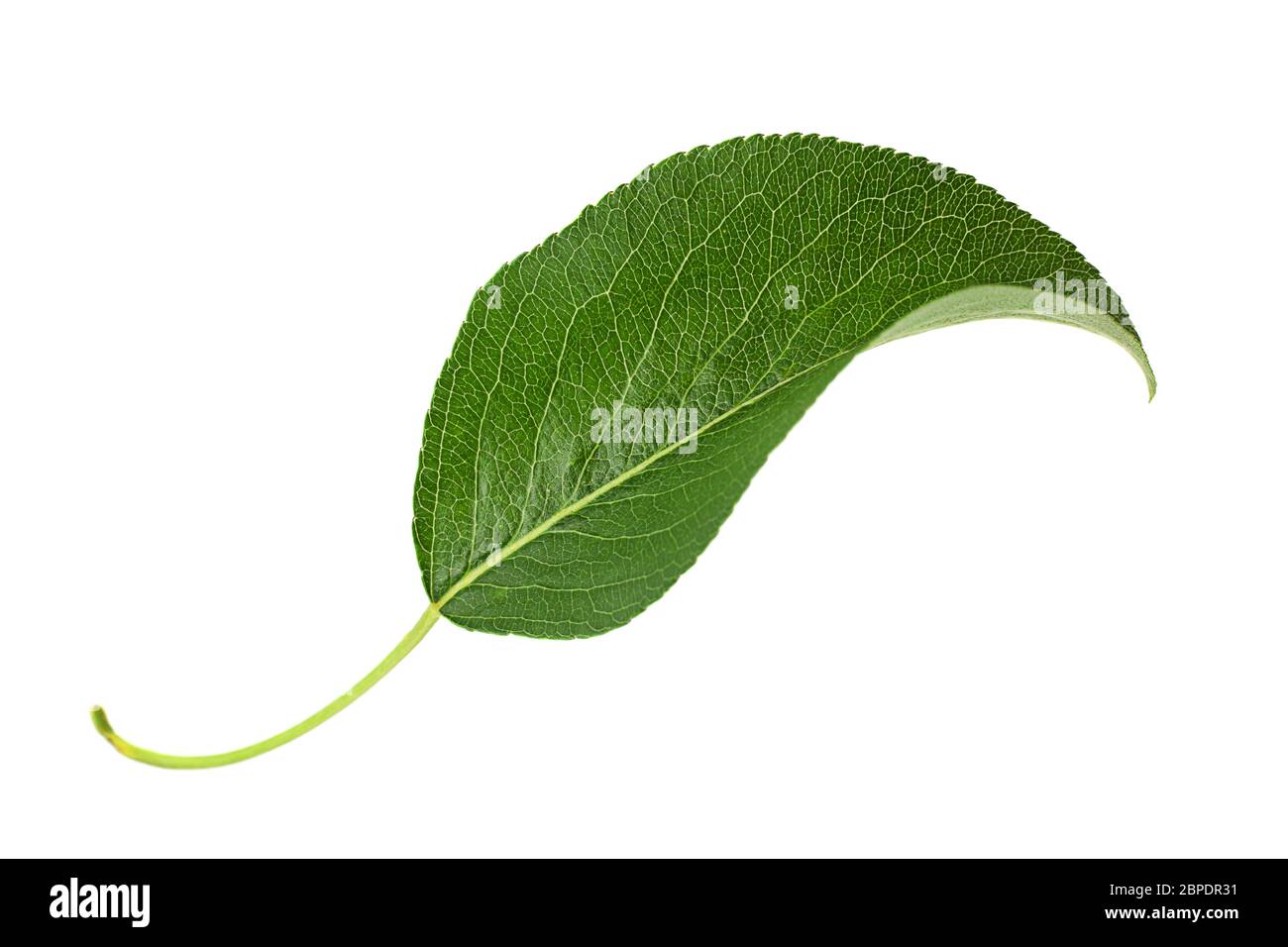Pear leaf closeup isolated on white background Stock Photo