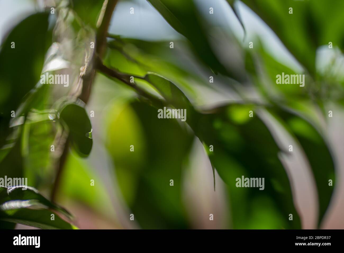 Variegated weeping fig ficus hi-res stock photography and images - Alamy
