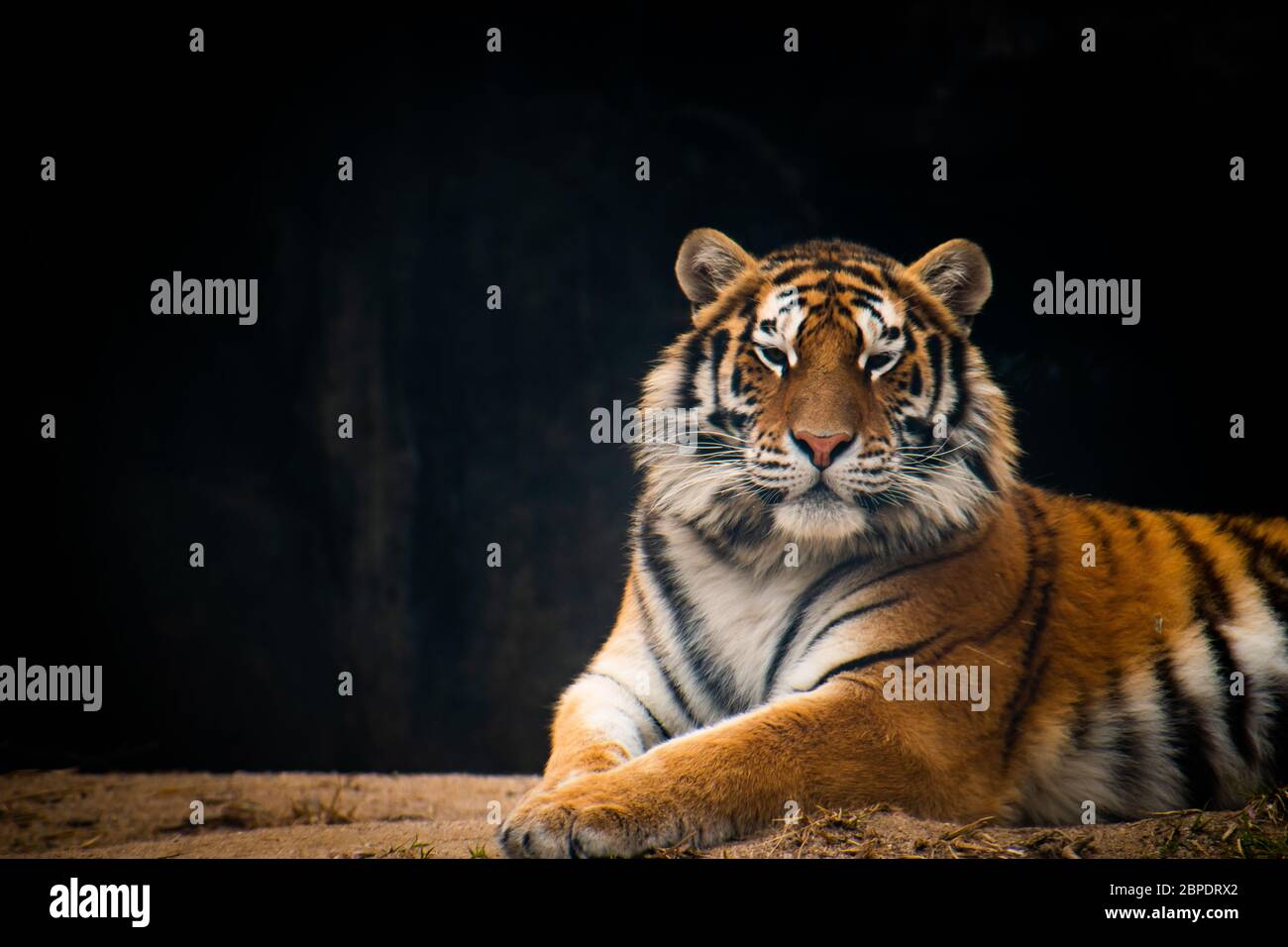 Siberian Tiger set against a dark background. Stock Photo