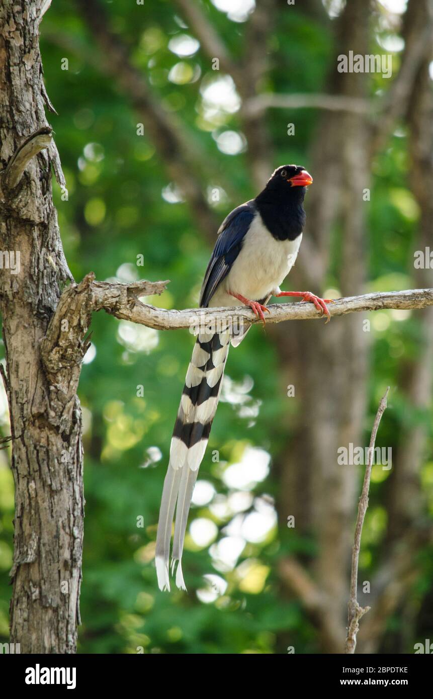 red billed blue magpie is corvidae family of avian . body of bird have blue , white and black colour. it's carnivor Stock Photo