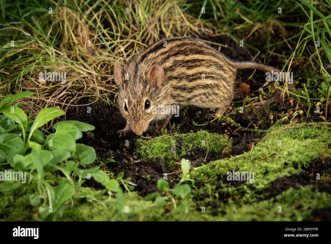 Close up of a zebra mouse scavenging in the undergrowth for food. Lemniscomys, sometimes known as striped grass mice or zebra mice Stock Photo