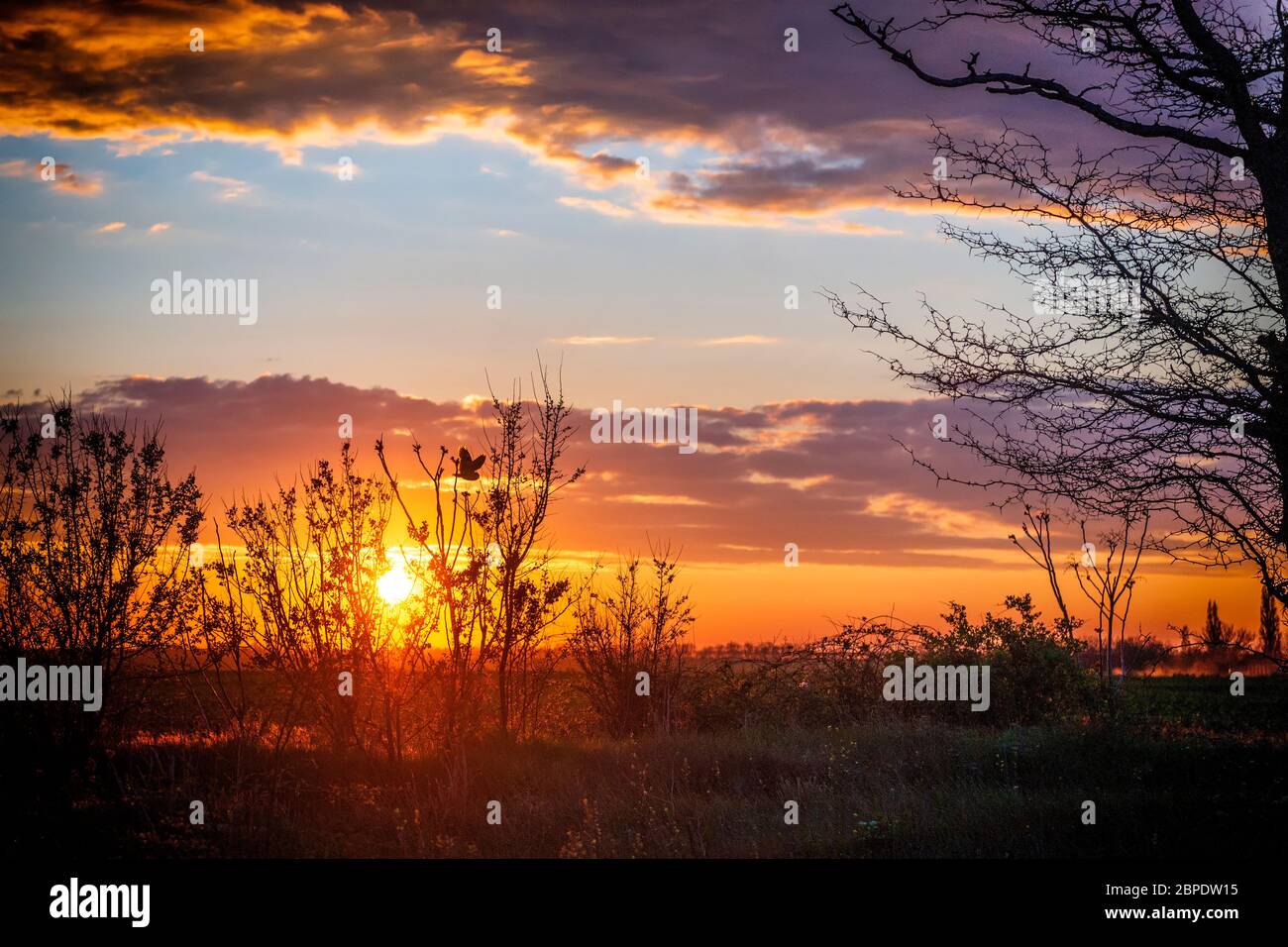 Magic sunset with flying owl. Wonderlust landscape Stock Photo