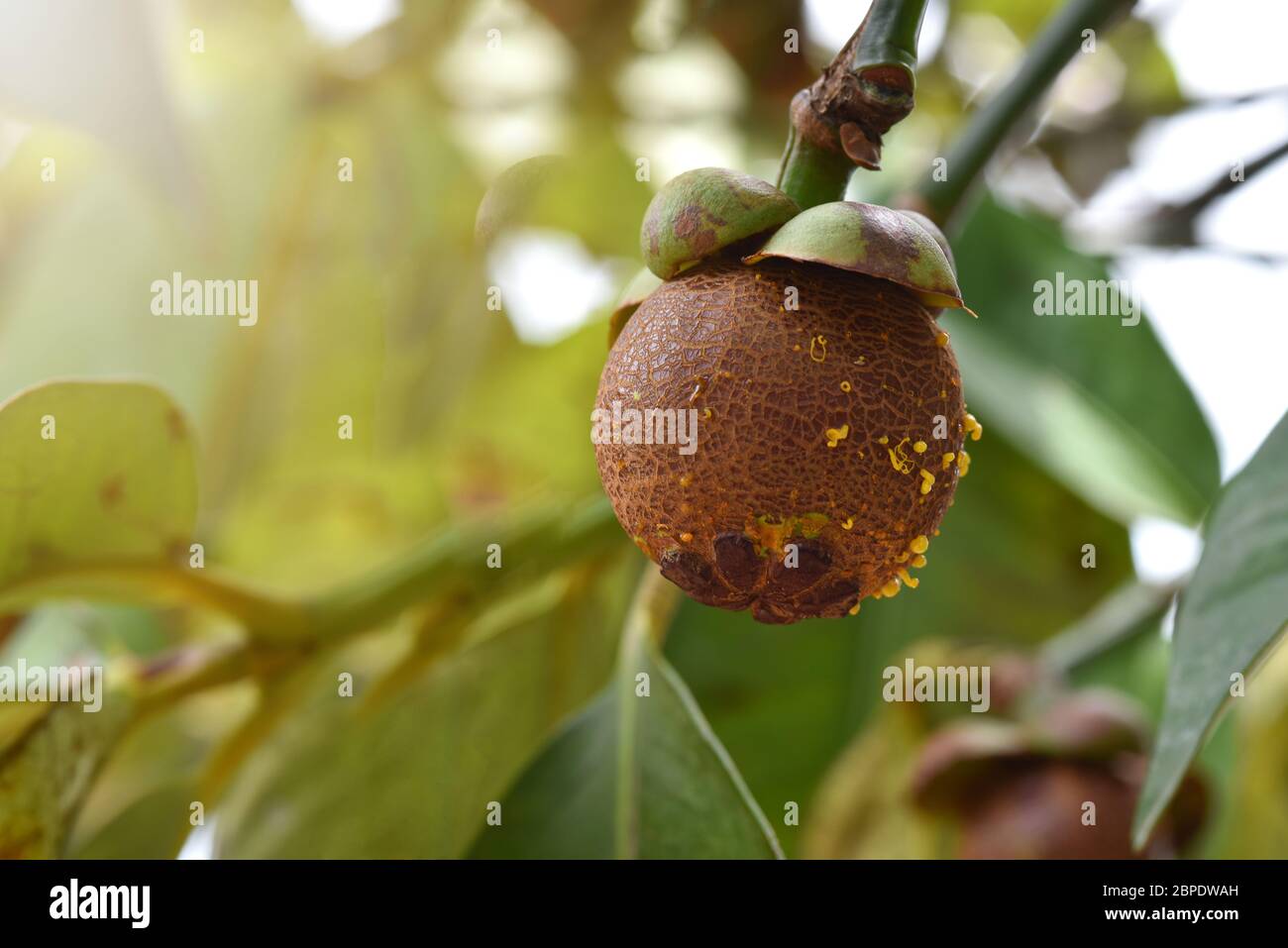 The green mangosteen on the mangosteen tree in the garden and waiting