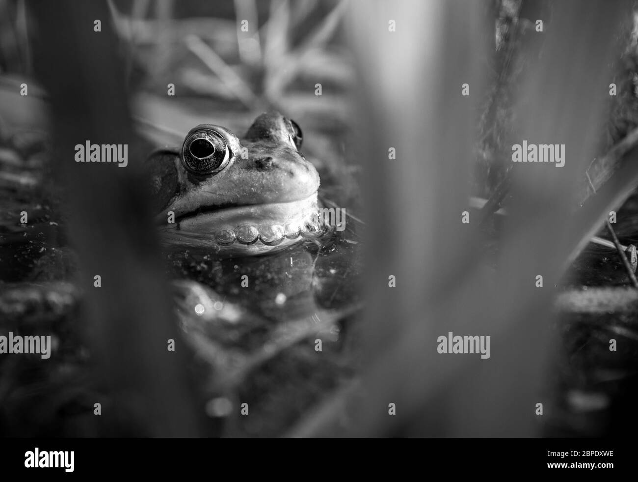 A black and white image of a frog sitting in a wetland or marsh in New Haven, CT, USA Stock Photo