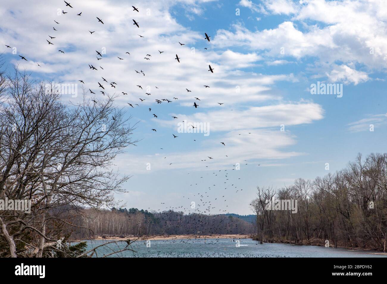 A flock of double-crested cormorants (Phalacrocorax auritus) wheels over a river in Oklahoma under a partly cloudy sky, with barren trees Stock Photo