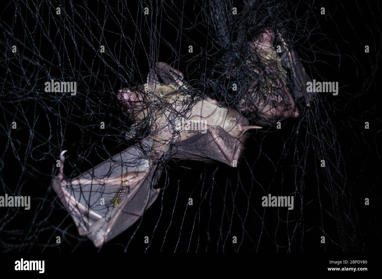 common dawnbat is catching in net Stock Photo Alamy