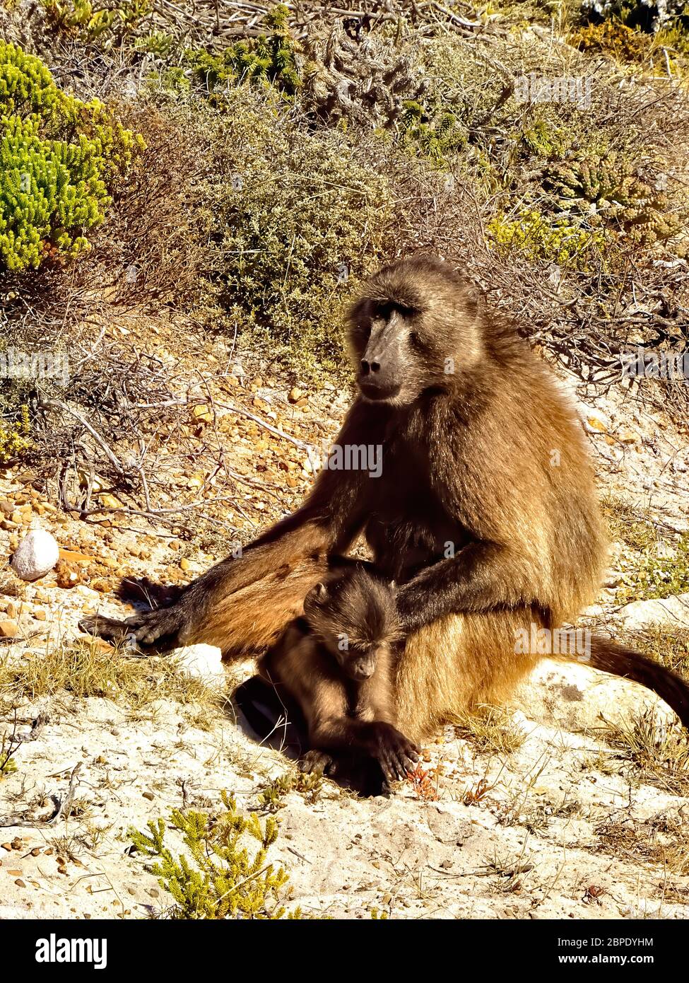 Baboons in Cape Point National Park, South Africa Stock Photo