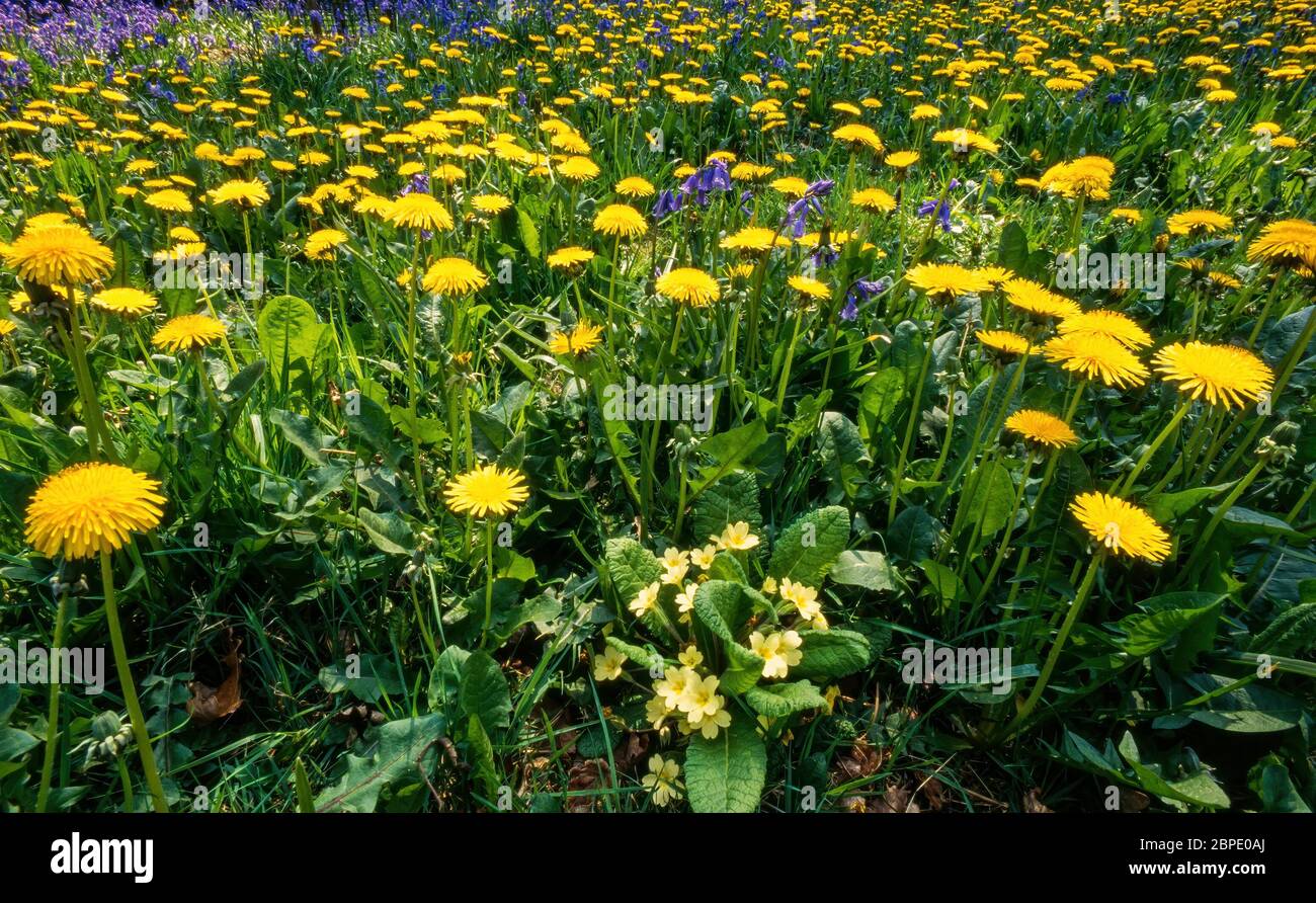 Yellow Dandelions (Taraxacum officinale), Common Primrose (primula vulgaris) and English Bluebell flowers in grassy spring wildflower meadow, UK Stock Photo
