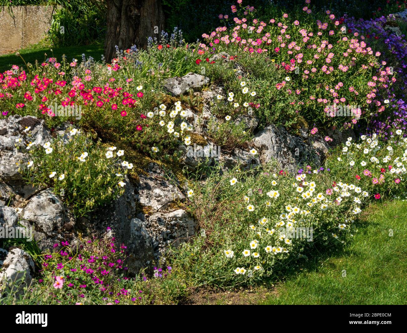Attractive garden rockery covered in white and pink flowering rock rose (Cistus) plants in