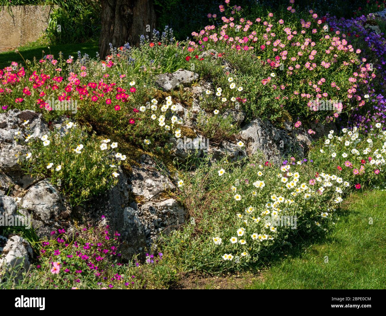 Attractive garden rockery covered in white and pink flowering rock rose (Cistus) plants in Spring, England, UK Stock Photo