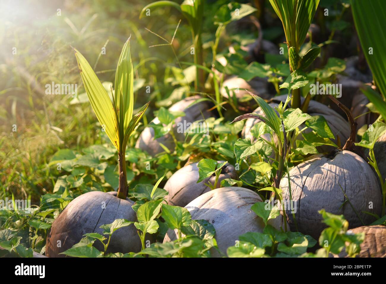 sprout of coconut tree with green tender leafs and pile of brown dry