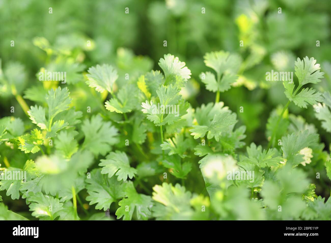 Coriander organic growing in the garden in Thailand, Thai herb Health