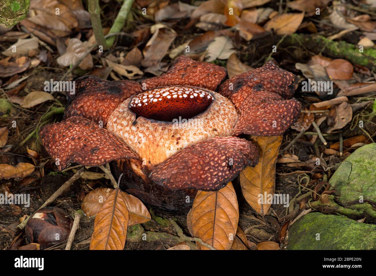 Giant flower of Rafflesia keithii, Rafflesiaceae family, endemic to Sabah in Borneo, Kinabalu National Park, Sabah, Borneo, Malaysia Stock Photo