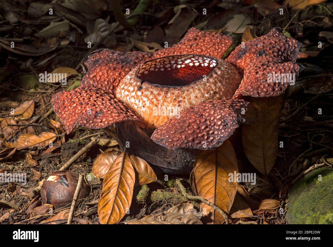 Giant flower of Rafflesia keithii, Rafflesiaceae family, endemic to Sabah in Borneo, Kinabalu National Park, Sabah, Borneo, Malaysia Stock Photo