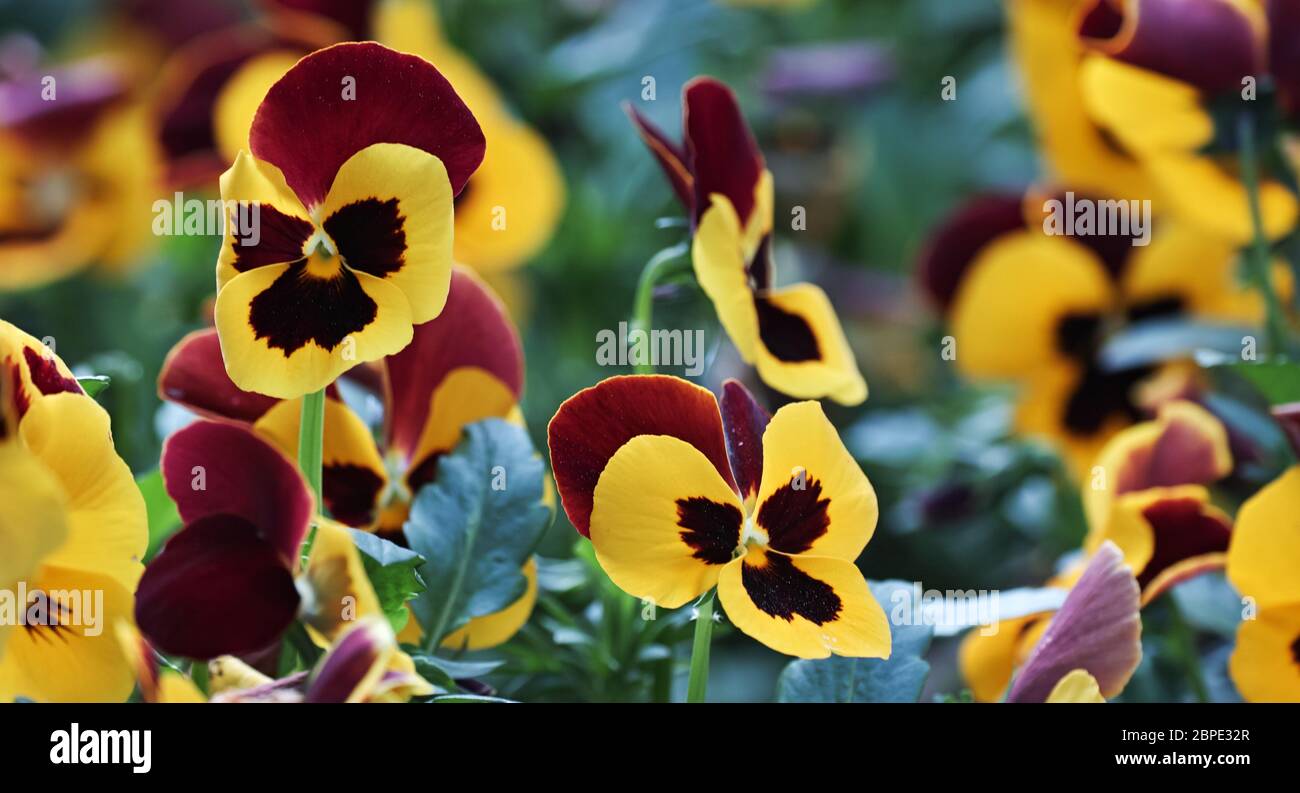 Assortment of Pansies (Viola tricolor hortensis) Stock Photo