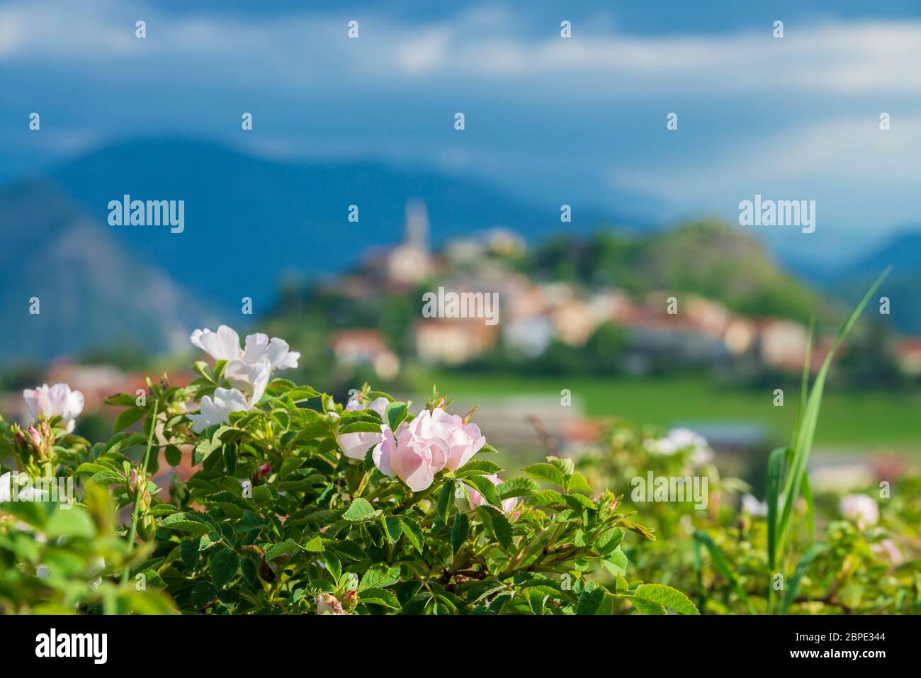 Wild roses in Provance. Selective focus on roses Stock Photo