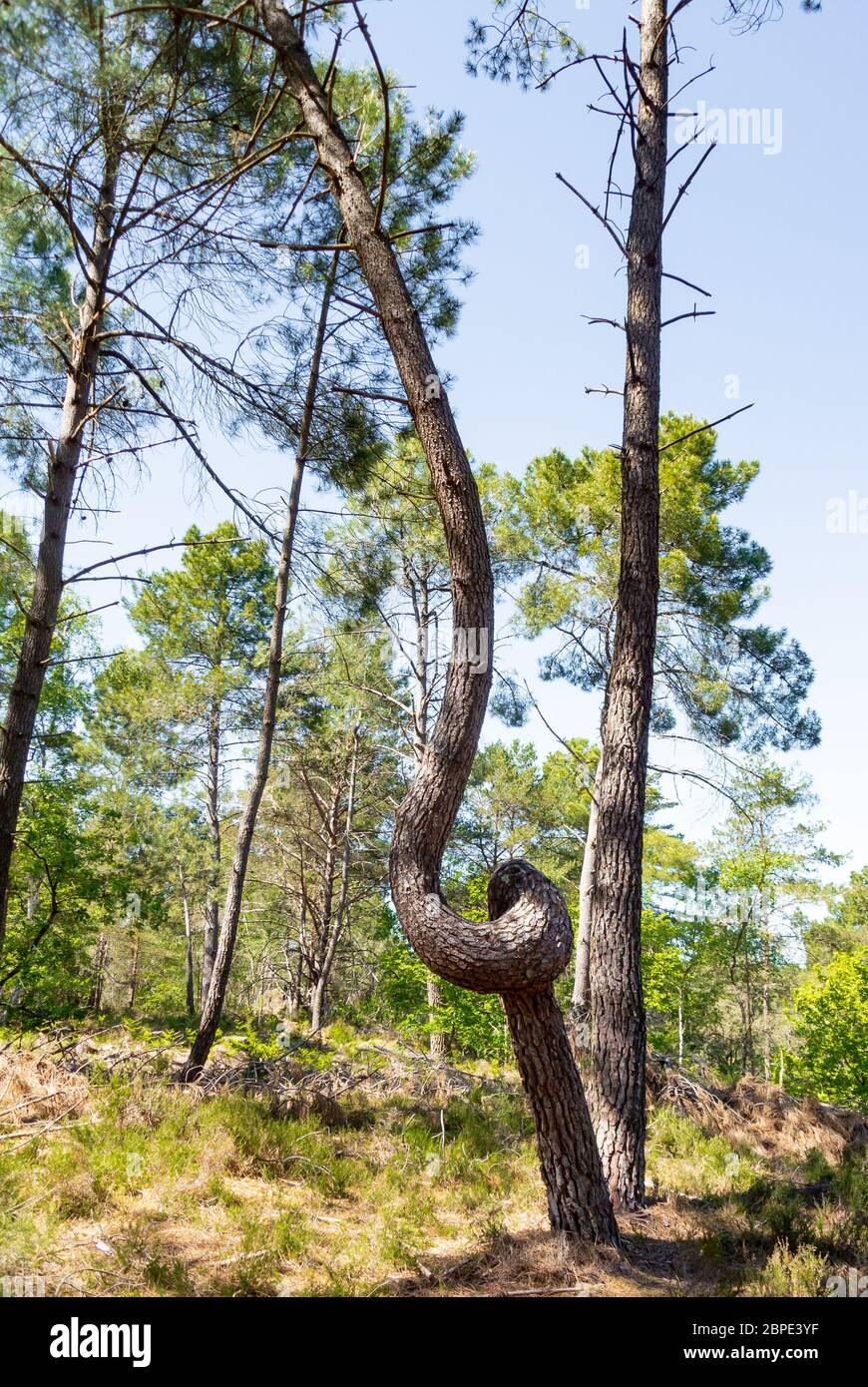 A tree with a twist in a forest Stock Photo