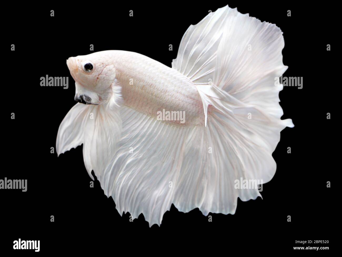 Betta White Platinum HM Halfmoon  Male or Plakat Fighting Fish Splendens On Black Background. Stock Photo