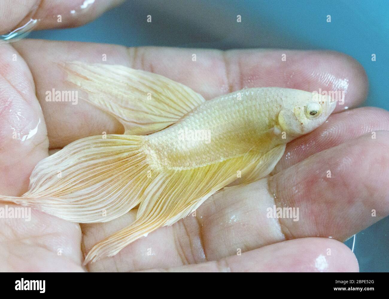 Betta  Super Gold Veiltail VT  Male or Plakat Fighting Fish Splendens in Hand. Stock Photo
