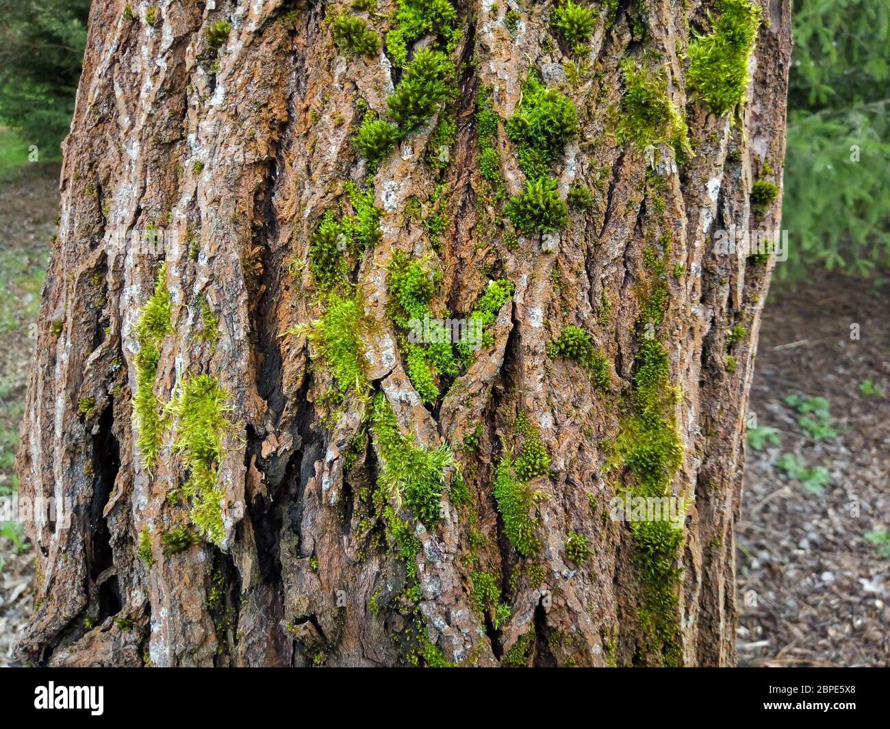 Tree bark covered with moss. the topography of the crust resembles a