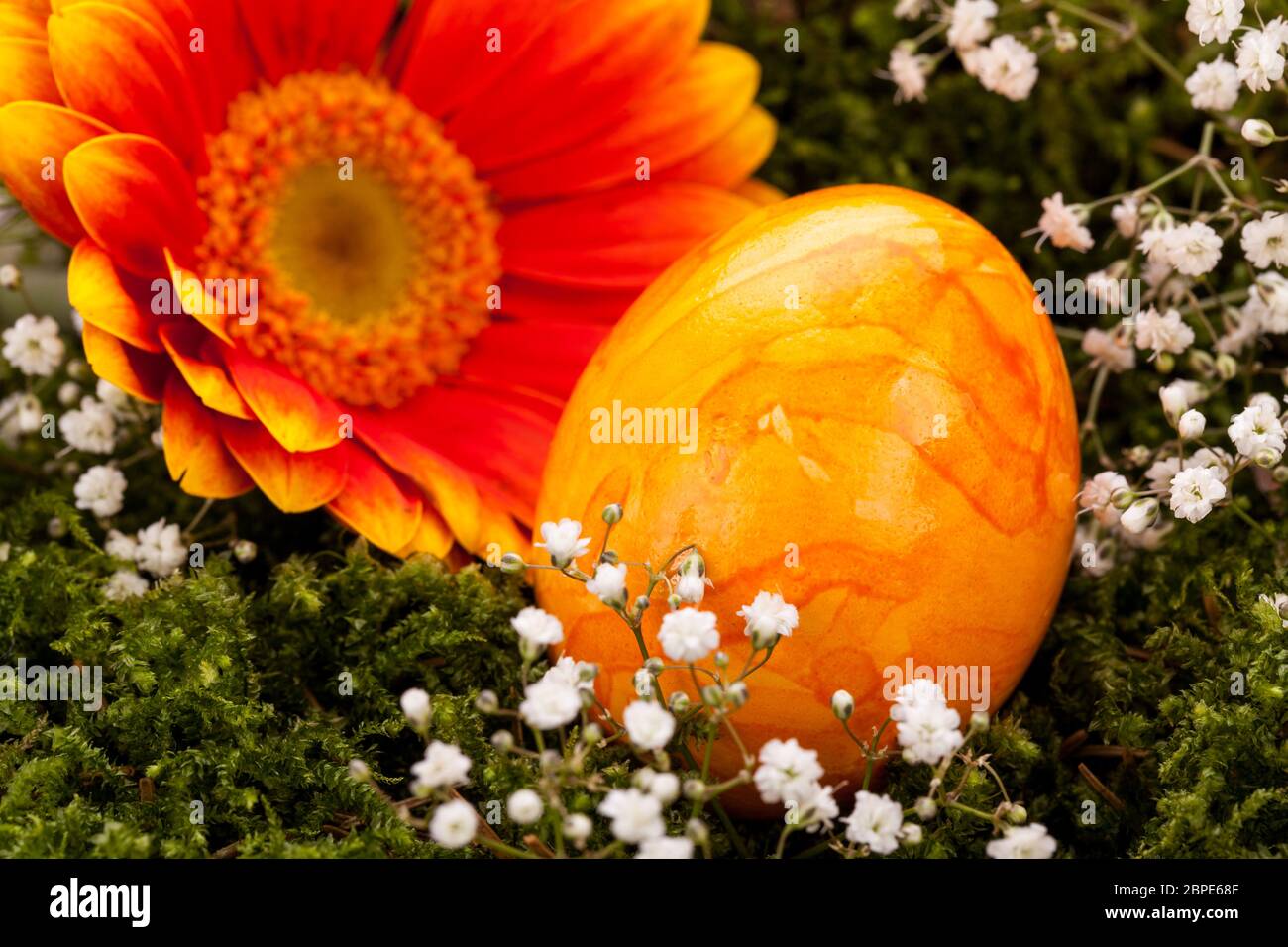 traditionelle bemalte bunte ostereier mit orangen gerbera dekoration karte frohe ostern isoliert textfreiraum Stock Photo