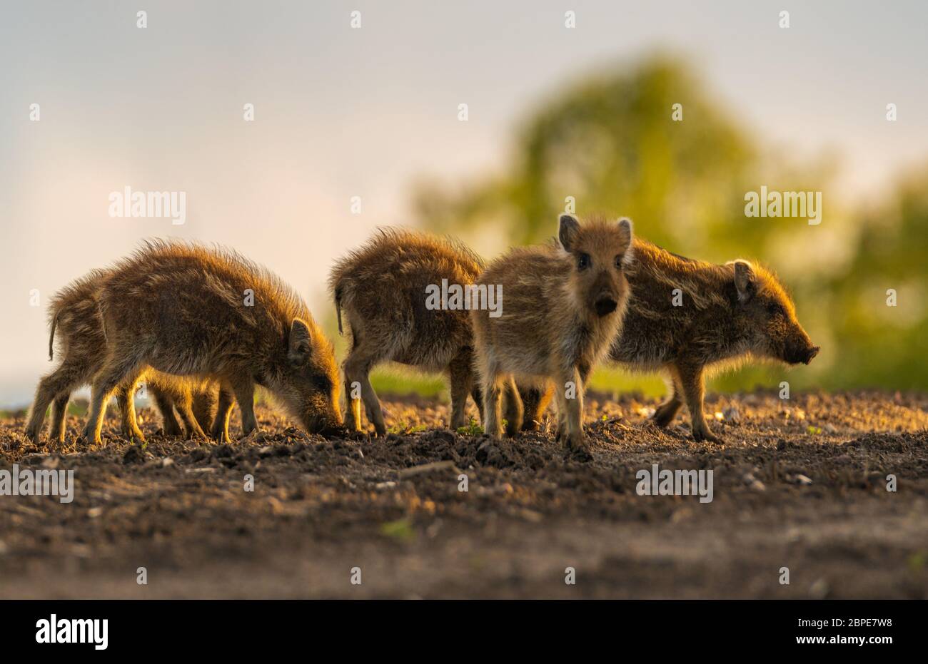 a herd of small wild boars piglets feeding on a spring field - close-up Stock Photo