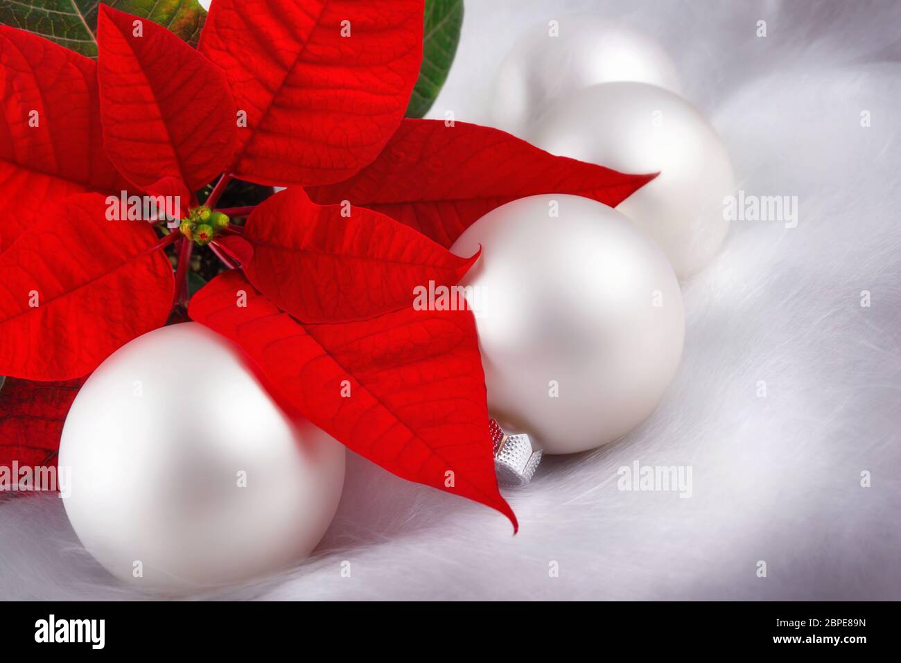 Elegantes weihnachtliches Arrangement mit rotem Weihnachtsstern, Engelshaar und weißen Kugeln Stock Photo