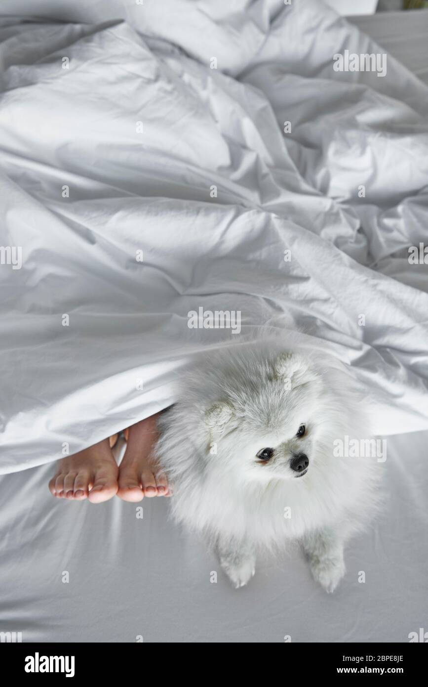 Dog and his sleeping owner in bed Stock Photo Alamy