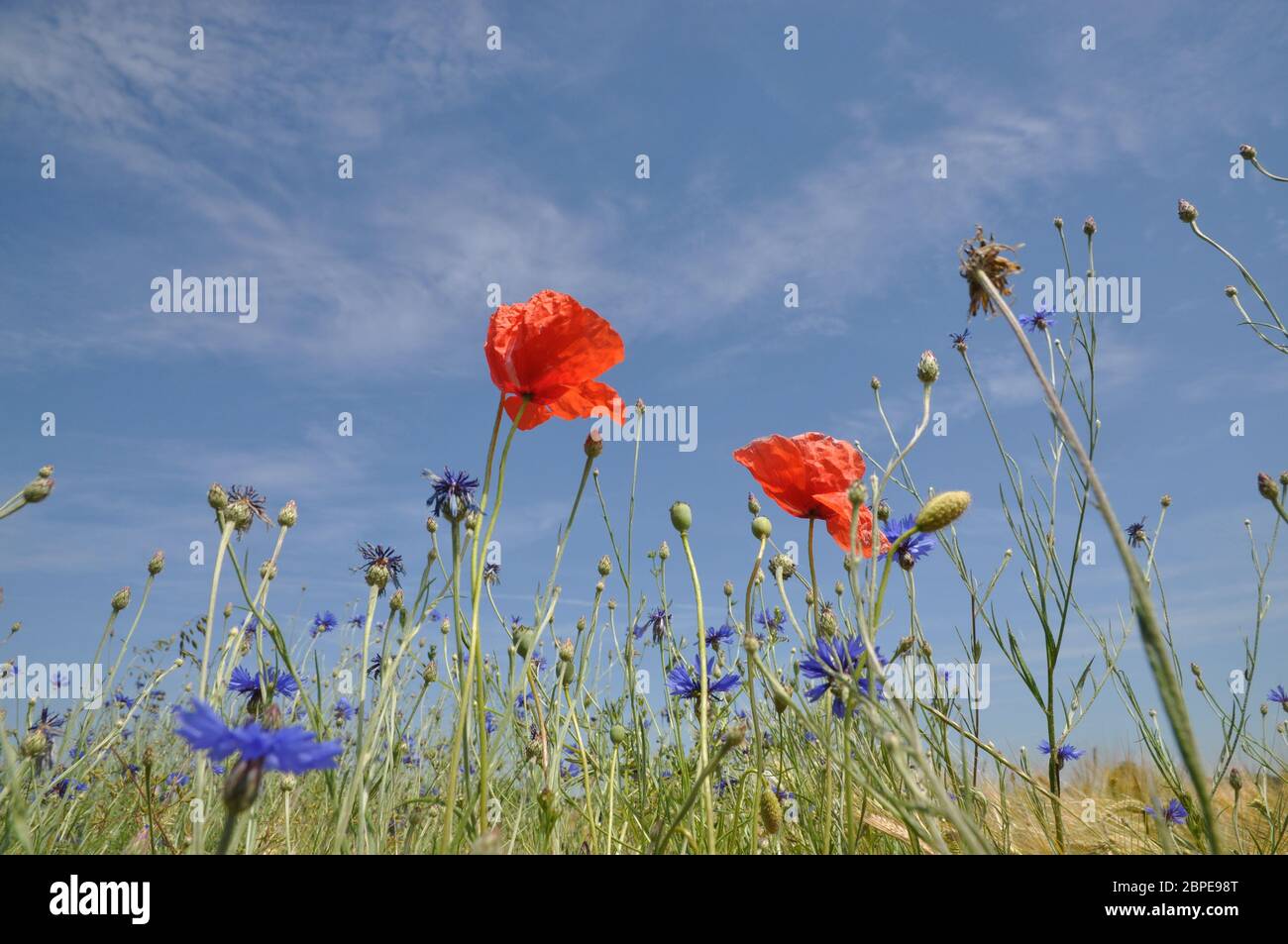 Mohn, klatschmohn, blume, blumen, blüte, blüten, rot, natur, pflanze ...