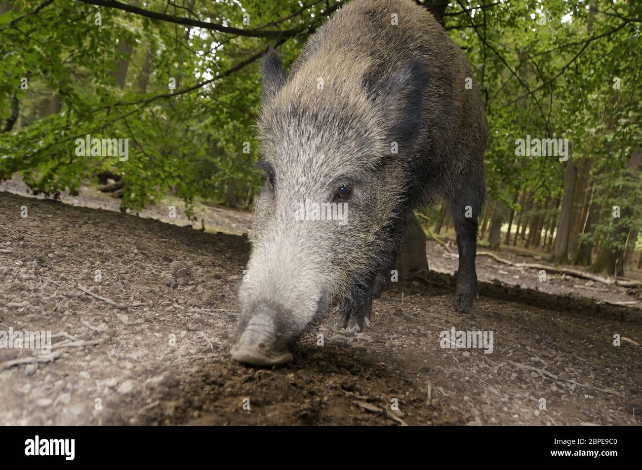 Schwarzwild hi-res stock photography and images - Alamy