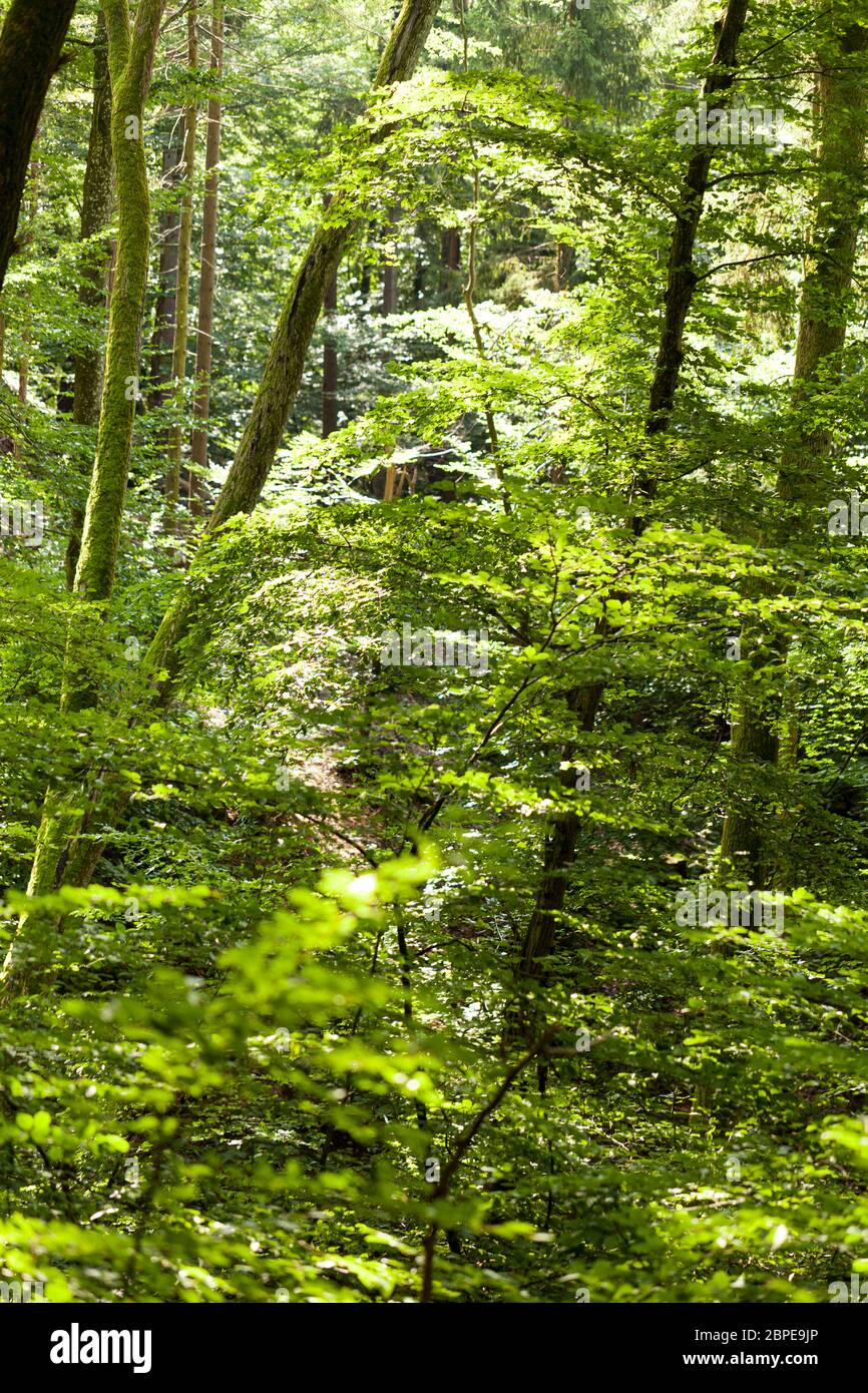 Sonne durch die grünen Blätter des Baldachin von einem hohen Laubbaum im Freien im Wald in der Natur Öko-und Umweltkonzept Stock Photo