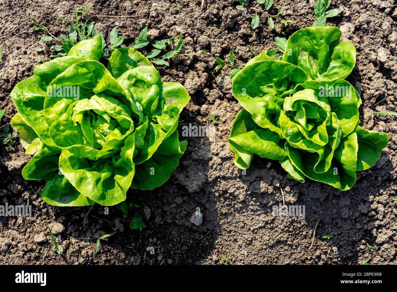 fresh salat growing in a kitchen garden earth farming Stock Photo