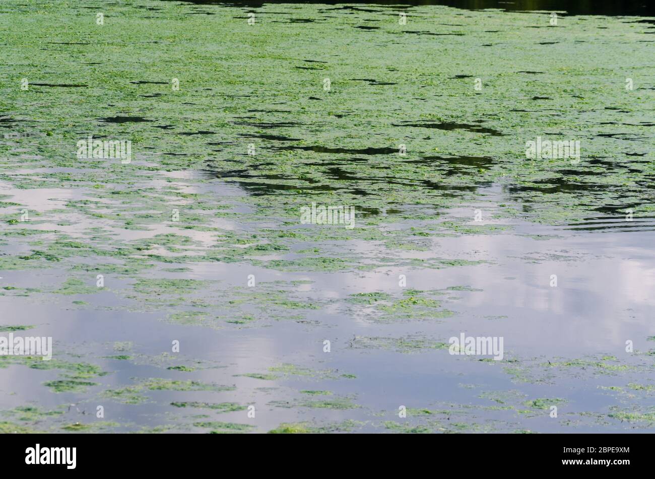 Trübes verschmutztes Wasser eines Sees durch Algen und Sauerstoffmangel hervorgerufen. Stock Photo