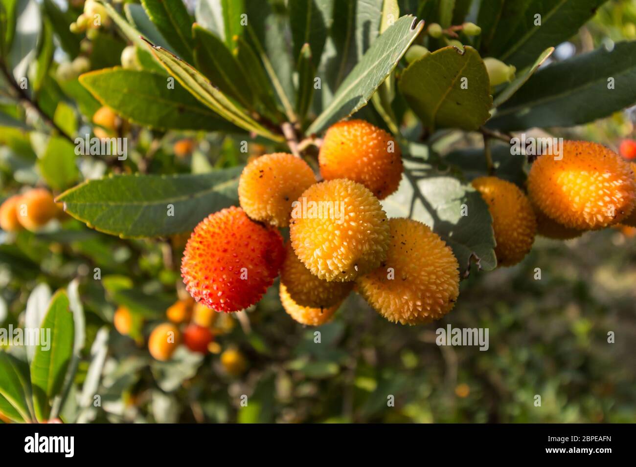 Strawberry tree o cane apple (Arbutus unedo) fruits Stock Photo Alamy