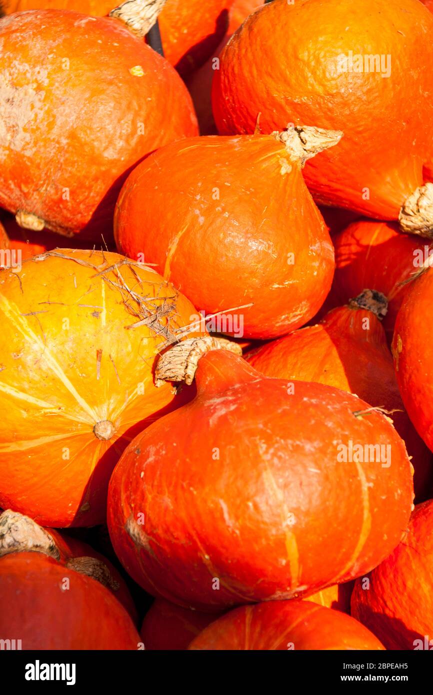 red roter Hokkaido cucurbita pumpkin Kürbis im Herbst an einem Marktstand Stock Photo