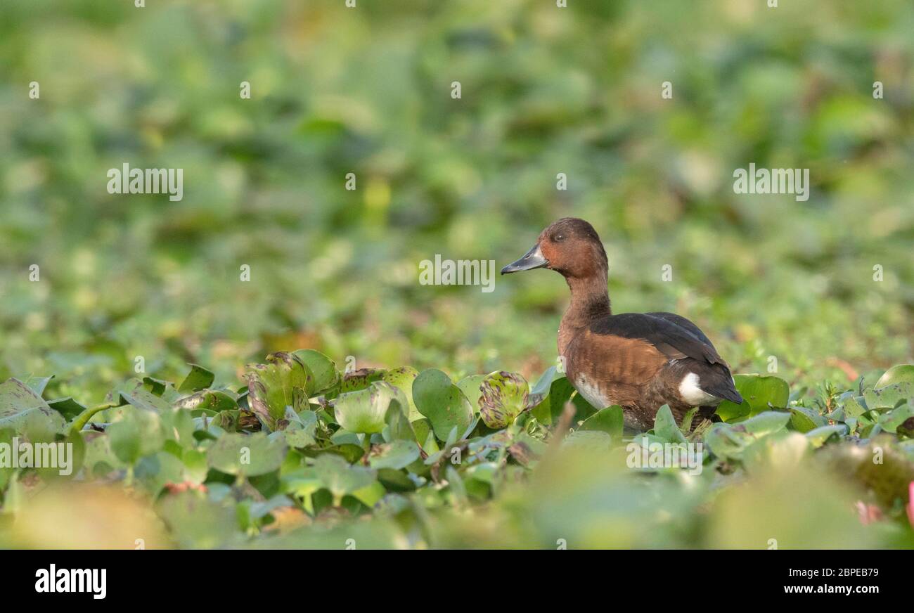 Ferruginous duck or ferruginous pochard, Aythya nyroca, Female, Maguri Beel, Tinsukia district, Upper Assam, India Stock Photo